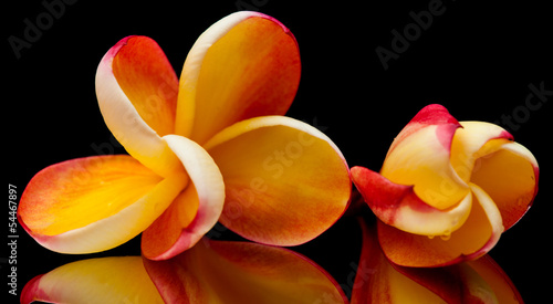 Naklejka dekoracyjna frangipani
