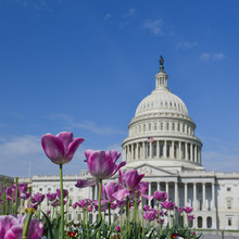 Capitol Building In Washington DC With Tulips Foreground