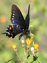 Sticker - Pipevine Swallowtail on Yellow Flower