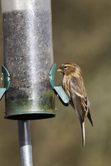 Poster - Lesser redpoll, Carduelis cabaret