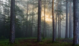 Fototapeta Las - the sun's rays in a pine forest