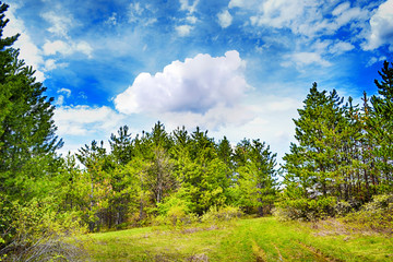 Beautiful pine forest landscape with rural road