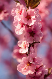 Japanese cherry blossom