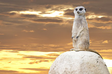Isolated Meerkat Looking At You