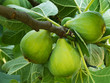 Green fiorone figs on tree