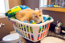 Young Cat In Laundy Basket