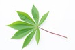 Green leaf isolate on white background, Cassava