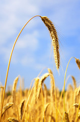 Wall Mural - Ripe Barley