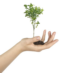 Wall Mural - citrus tree in hand