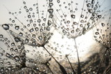 Fototapeta Dmuchawce - Dandelion seeds with dew drops