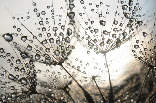 Obraz w ramie Dandelion seeds with dew drops