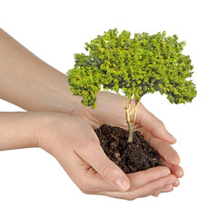 Wall Mural - tree in hands