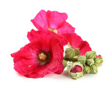 Pink Mallow Flowers, Isolated On White