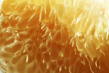 Texture Of Pamelo Pulp