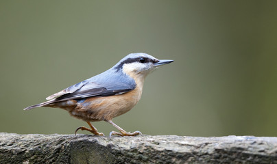 nuthatch - sitta europaea