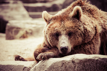 Brown bear in a funny pose