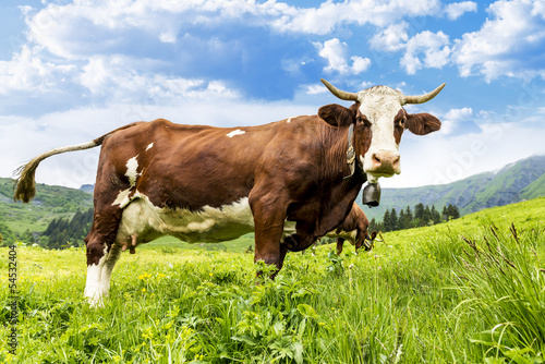 Fototapeta Krowa  krowa-alpejska