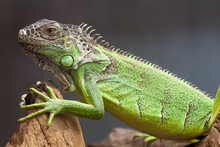 Green Lizard Sitting On The Tree. Close-up