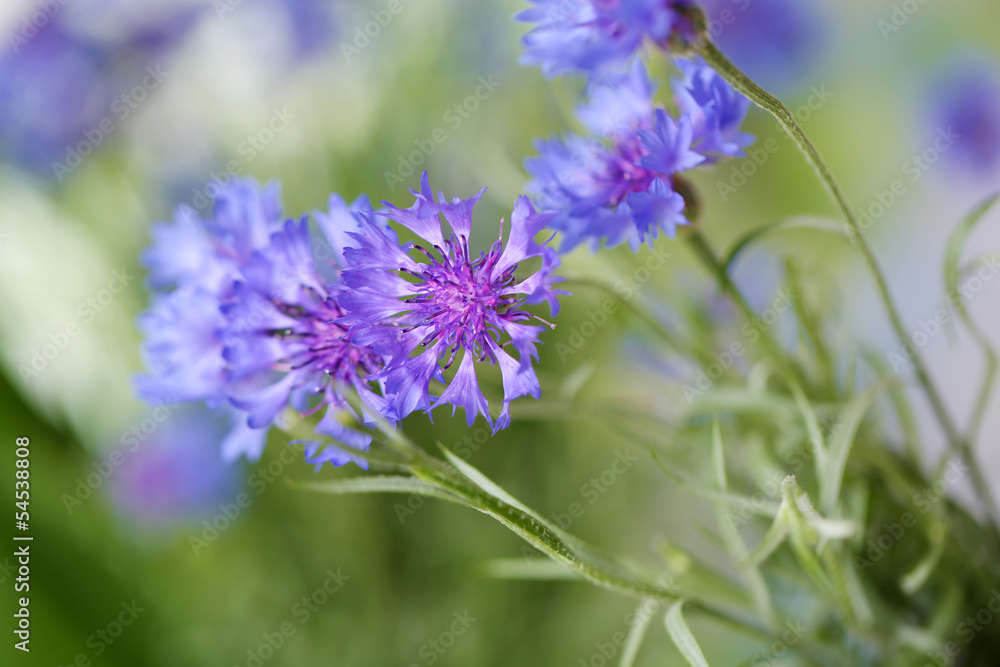 Beautiful bouquet of cornflowers on green background
