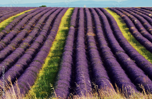 Naklejka samoprzylepna Lawenda