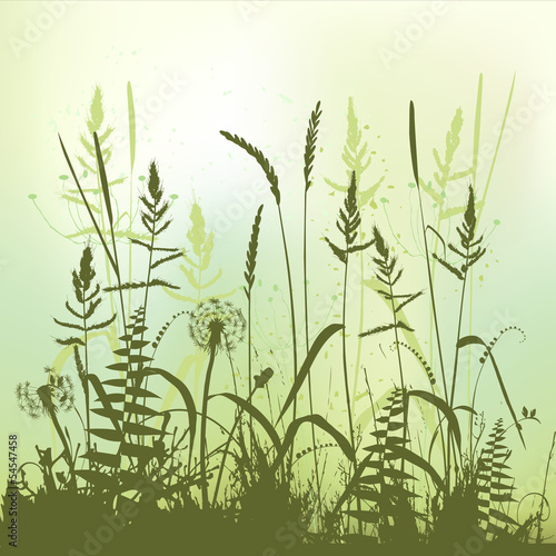 Fototapeta na wymiar Real grass silhouette, meadow during summertime