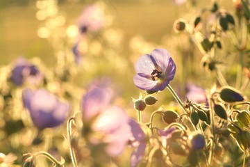 Fotomurales - Purple Geranium pratense on a meadow at dawn