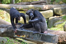 Chimpanzee In Singapore Zoo