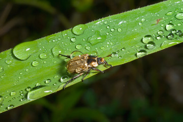 Wall Mural - Beetle on grass-blade 9