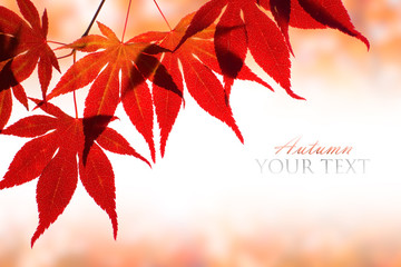 Wall Mural - Autumn background