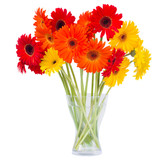 gerbera flowers in vase