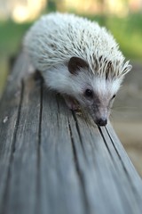 Fototapete - Four-toed Hedgehog, Atelerix albiventris