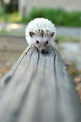 Fototapete - Hérisson (Atelerix Albiventris)