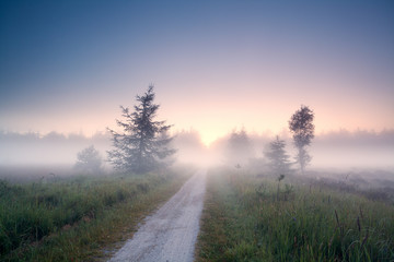 Wall Mural - ground road into fog at sunrise