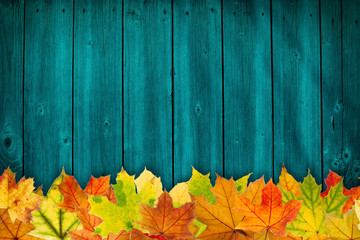 Wall Mural - Autumn maple leaves on a blue wooden background.