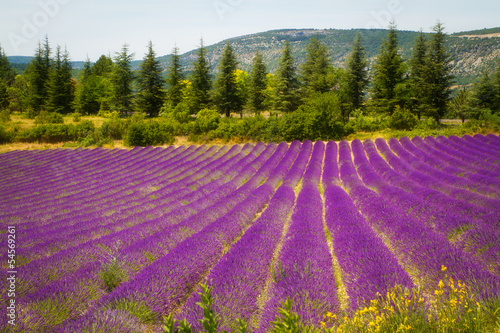 Naklejka na szybę Lavender field in Provence, France
