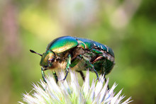 Chafer Beetle On Flower Macro