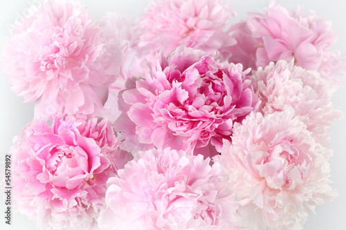 Nowoczesny obraz na płótnie Floral background of pink peonies varieties Albert Kruss