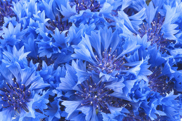 close up of beautful blue flower of cornflower