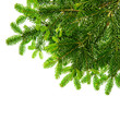 border from green christmas tree branch isolated on white