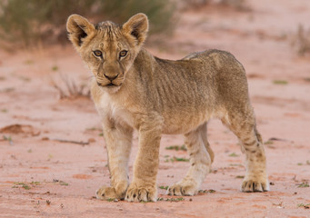 Wall Mural - Beautiful lion cub on kalahari sand