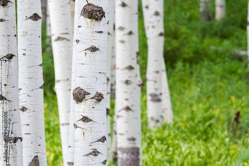 Fototapeta na wymiar Aspens