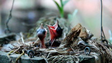 Newborn Hungry Baby Birds In Nest