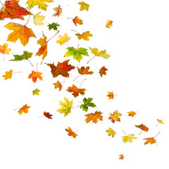 Wall Mural - Maple autumn falling leaves, isolated on white background.