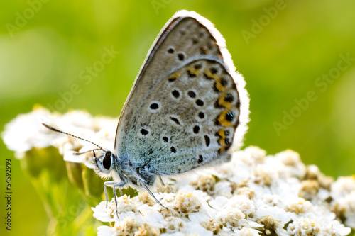 Tapeta ścienna Bardzo blisko jest motyl