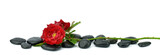 Fototapeta Kamienie - Róże na kamieniach do spa