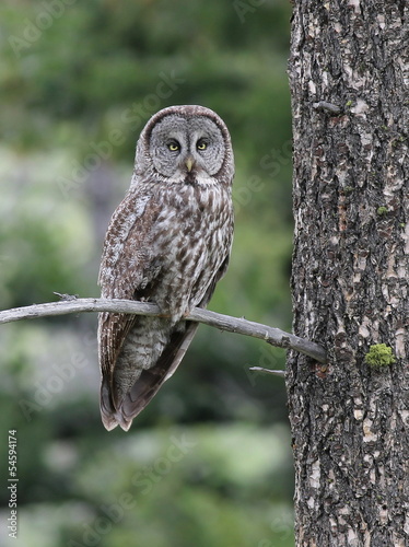 Board z aluminiowym obramowaniem Wielki szary owl siedzący na gałęzi