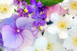Beautiful hydranea flowers close up