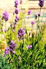 Poster - Beautiful lavender blossom