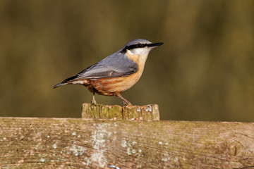 Canvas Print - Nuthatch, Sitta europaea