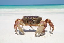 Red Crab On Beach ,Tachai Island, Similan Island Group, Phang Ng